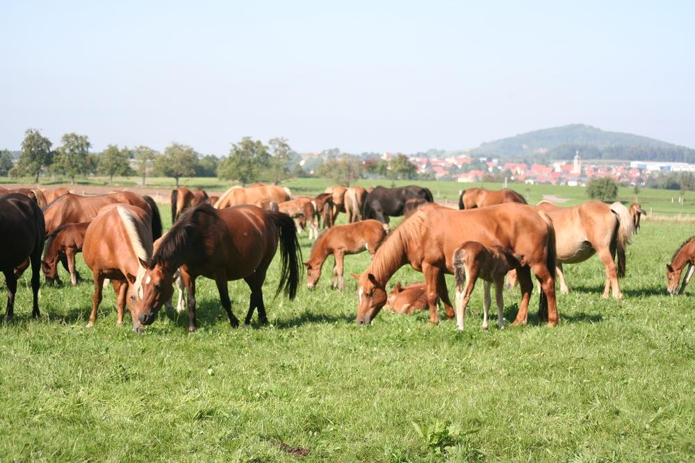 Gestüt Zollmann Pferdeherde