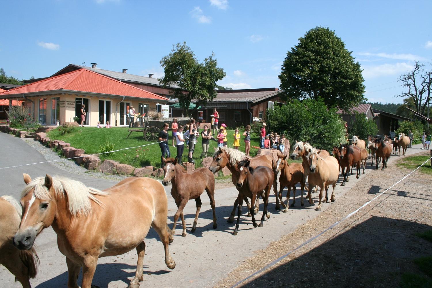 Kurgestüt Hoher Odenwald in Mülben