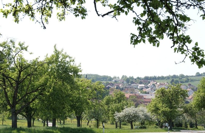 Waldkatzenbach im Frühling