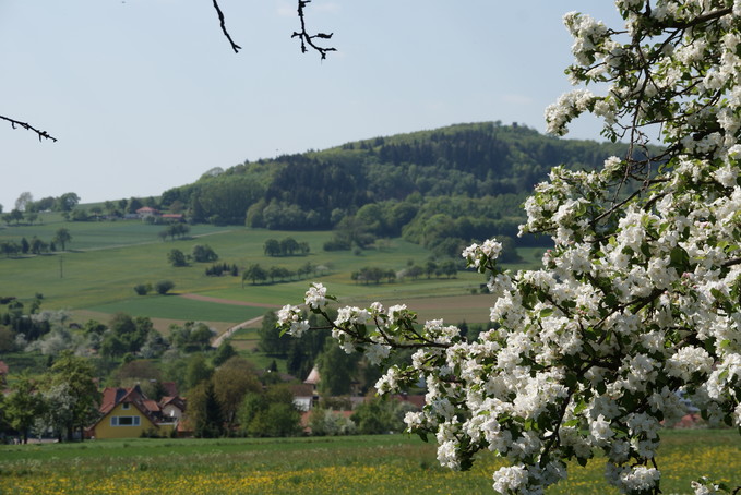 Blick durch Äste auf Katzenbuckel im Frühling