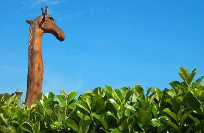 Giraffe in Schollbrunn